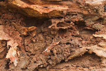 Detailed Texture of Decomposed Weathered Wood with Soil and Insect Holes