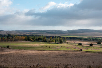 Obraz premium long pasture grass growing with cows in a field, Herd of Healthy Beef Cattle on a Sustainable Australian Farm. Symbolizing Regenerative Grazing Practices of Rural Agriculture in springtime
