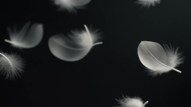 floating feathers swirling in slow motion footage