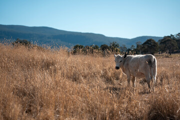 Obraz premium Sustainable agriculture being practiced storing carbon in the soil with cows and livestock. Herd of cattle portraits