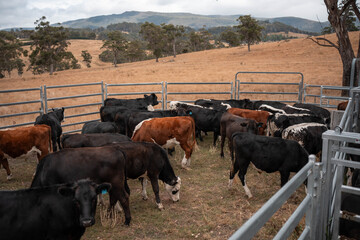 female farmer on a farm. women in agriculture working hard in stock yards herding cattle to weigh...