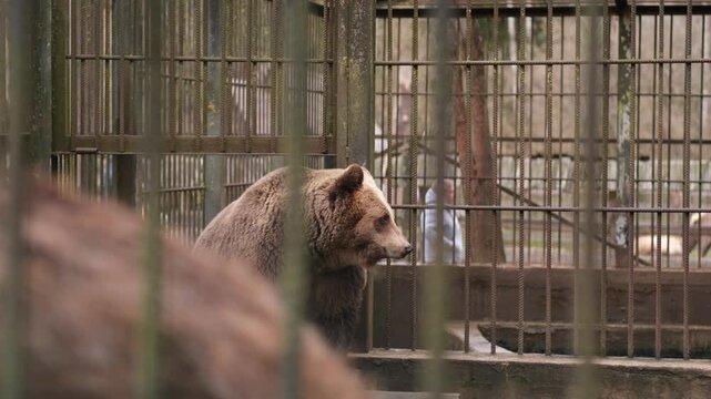 A grizzly bear is seen resting quietly in its enclosure at a local zoo during the afternoon. The enclosure is surrounded by metal bars.