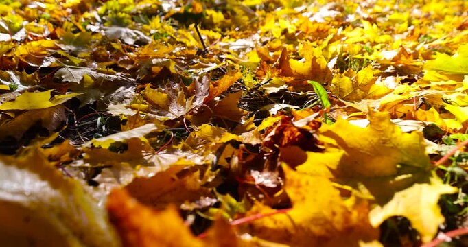the yellow and orange foliage of maple trees brightly illuminated by sunlight after falling to the ground, sunrise in the park in autumn, beautiful autumn nature in the sunlight