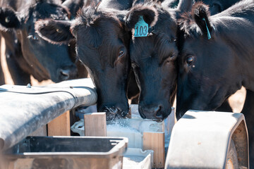 cattle eating free choice mineral from a mineral cart in a farm, cattle lick blocks and livestock nutrition lick block on a farm in summer in australia
