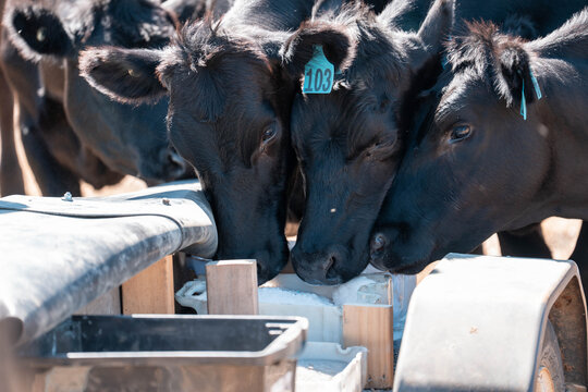 cattle eating free choice mineral from a mineral cart in a farm, cattle lick blocks and livestock nutrition lick block on a farm in summer in australia