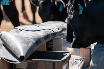 cattle eating free choice mineral from a mineral cart in a farm, cattle lick blocks and livestock nutrition lick block on a farm in summer in australia