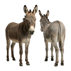 Fototapeta premium Two domestic donkeys standing, front view and rear view, brown and gray coat animals Isolated on transparent background, png