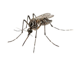 Close-up of a single black and white mosquito with striped legs on a white background