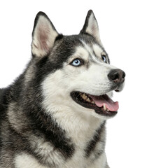 Obraz premium Siberian Husky dog head portrait with blue eyes and open mouth, fluffy black and white fur, Isolated on transparent background, png
