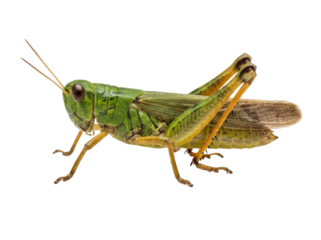 Green Grasshopper Isolated on White Background
