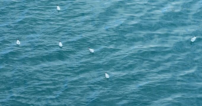 Seagulls in the waves on the surface of the turquoise blue ocean