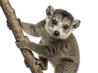 Cute Baby Lemur Climbing Tree Branch Isolated on White Background