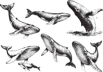 Hand drawn Whale illustration line set poses, detailed sketch vintage ink style © JOMWASCHARA KOMVORN