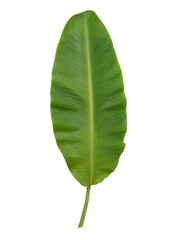 Banana green leaf.isolated on white background with clipping path.