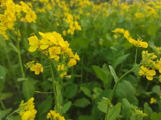 Fototapeta premium sunrise mustard field Vast Yellow Mustard Flower Field in Bangladesh