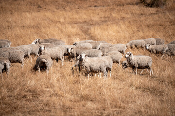 Merino sheep, grazing and eating grass in New zealand