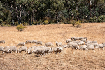 Merino sheep, grazing and eating grass in New zealand