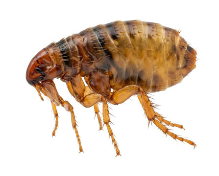 Macro photo of brown flea insect with translucent amber body and segmented legs, Isolated on transparent background, png
