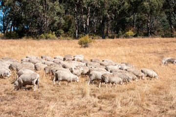Merino sheep, grazing and eating grass in New zealand
