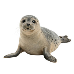 Cute Baby Harbor Seal Isolated on White Background