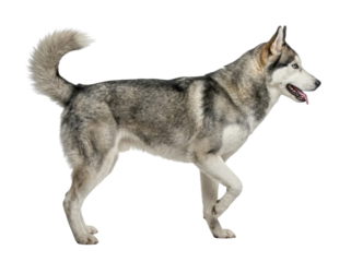 Siberian Husky Dog Walking Side View Isolated on White Background