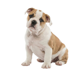 Obraz premium Cute English Bulldog Puppy Sitting Isolated on White Background