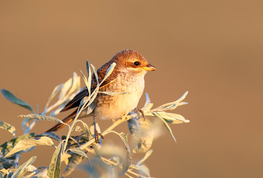 A young red-backed shrike (Lanius collurio) perches on the branches of an oleaster against a blurred background in soft morning light