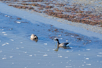 Seabirds in the C&ocirc;tes-d'Armor region of Brittany