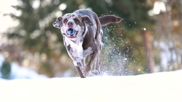 Leopard Labrador runs through snow while fetching a ball, showing joy, movement and focused obedience in winter.