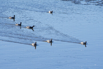Seabirds in the C&ocirc;tes-d'Armor region of Brittany