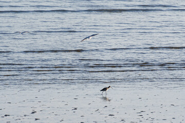 Seabirds in the C&ocirc;tes-d'Armor region of Brittany