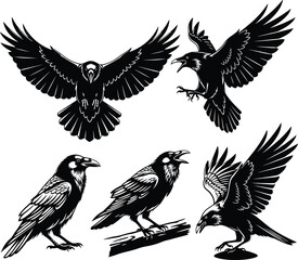 Obraz premium Flying Crow Raven Bird Set Illustration