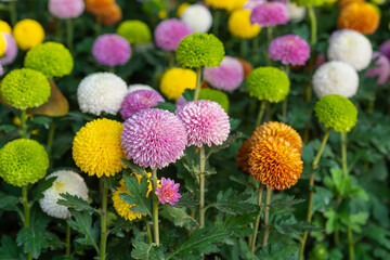 Beautiful pompom chrysanthemums are blooming.