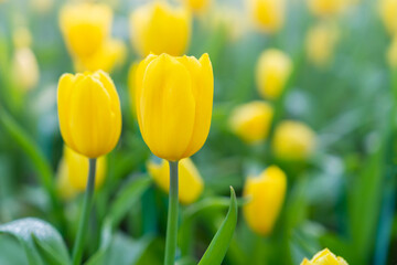 Fototapeta premium Spring blossoming yellow tulips, bokeh flower background, pastel and soft floral.