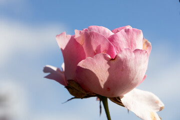 Cute Pink Rose In Full Bloom With Sky Background