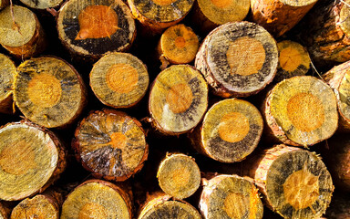 Chopped wood as a background