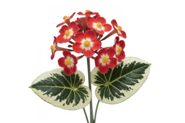 Red flowers with green and white leaves green leaves isolated on a transparent background