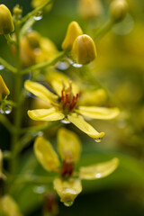 Fototapeta premium A yellow flower with droplets of water on it