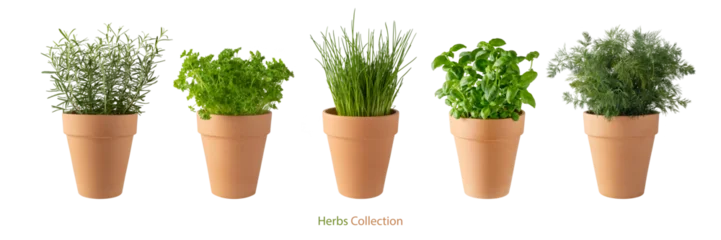 Potted aromatic food herbs collection for garden or home. Basil, rosemary, parsley, dill and green onion plants in clay pots isolated on white © BarTa