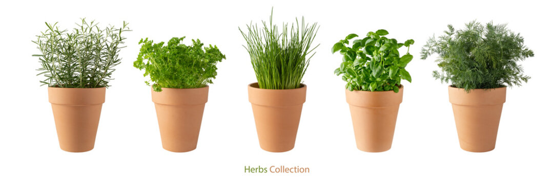 Potted aromatic food herbs collection for garden or home. Basil, rosemary, parsley, dill and green onion plants in clay pots isolated on white