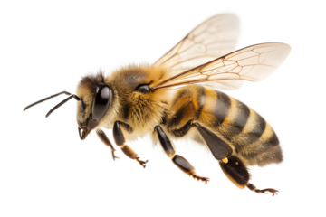Honeybee isolated on transparent background