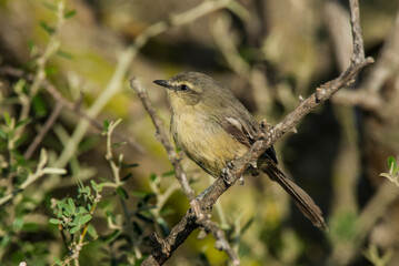 Greater Wagtail Tyrant, Stigmatura budytoides, in forest environment, La Pampa Province,  Argentina
