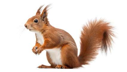 Obraz premium Red squirrel isolated on transparent background