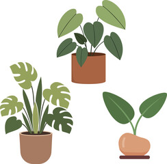 Set of flat vector illustrations of indoor potted plants including Monstera and Philodendron in terracotta pots isolated on white background © alexander graphic