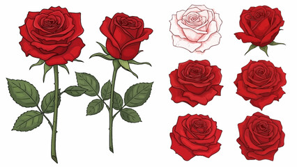 Fototapeta premium Realistic Red Rose Vector Illustration – Botanical Floral Clipart for Design, Wedding Decor, Nature Art, Blooming Flowers, Petals, Leaves, Transparent PNG Download