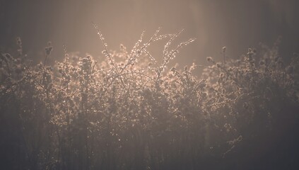 Misty Morning Light Shines Through Fog in a Quiet Field Near a Large Tree in Early Hours