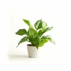 Vibrant green plant in a simple white pot on a clean surface