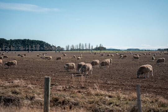 flock of sheep under gum trees in summer on a regenerative agricultural farm in New Zealand. Stud Merino sheep