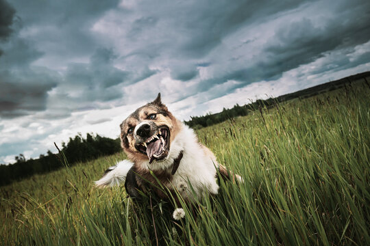 Angry Aggressive Mad Dog Running Outdoors In Green Meadow On Camera