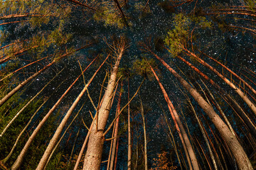 Stunning upward perspective of tall coniferous forest canopy reaching toward starry night sky. Dramatic worm's eye view showcasing straight pine tree trunks with moss and starlight above.